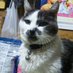 ☆ひであき☆(ねここねこ) (@hide55aki) Twitter profile photo ☆ひであき☆(ねここねこ) (@hide55aki) Twitter profile photo