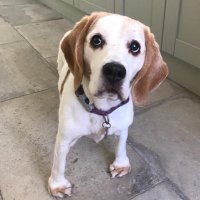 AVFC Beagles ⚽️🐶 (@avfcbeagles) 's Twitter Profile Photo AVFC Beagles ⚽️🐶 (@avfcbeagles) 's Twitter Profile Photo