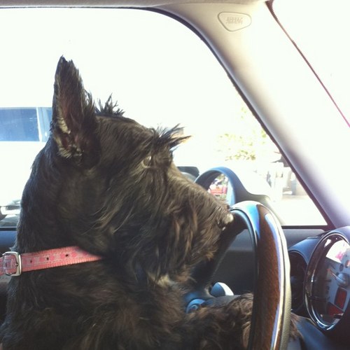 carolgigibb's profile picture. 