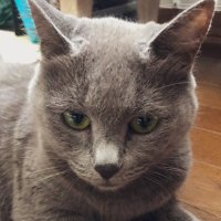 灰猫さん (@decayvine) 's Twitter Profile