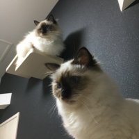 ポン太&マルコ (@pon_maru_birman) Twitter profile photo