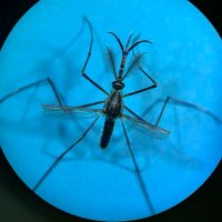 NJ Mosquito Control Association(@NJMosquitoAssn) 's Twitter Profile Photo
