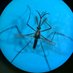 NJ Mosquito Control Association (@njmosquitoassn) Twitter profile photo NJ Mosquito Control Association (@njmosquitoassn) Twitter profile photo