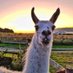 Bodafon Farm Park (@bodafon_farm) Twitter profile photo Bodafon Farm Park (@bodafon_farm) Twitter profile photo