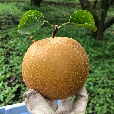 栃木県宇都宮市で梨を作っています【主力は幸水・豊水】┃日々の活動日記＆梨直売情報を掲載┃直売所では看板黒柴犬の虎太郎(こたろう)がお迎え┃2023年終了【幸水】8/5〜27【豊水】8/25〜9/22【かおり】9/13～28【新高】9/17〜10/10【にっこり】9/25〜10/28終了