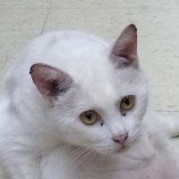 gamera_1999 (@1999gamera) 's Twitter Profile