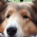 Lori 🇨🇦🇺🇦 🇬🇱 (@lorircollie) Twitter profile photo Lori 🇨🇦🇺🇦 🇬🇱 (@lorircollie) Twitter profile photo