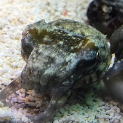 Ph.D Student in Neuroscience and Physiology, interests: Homeostasis of Internal State/ 生き物の面白さ解明と、ヒトへの貢献を両立する研究を目指す/ 生き物(特に節足・軟体動物)、ドラマ、食べること、旅行が好き