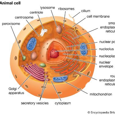 Ancestral Eukaryotic Cell Ancestralcell Twitter