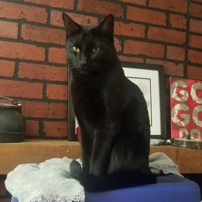 I am Baby Panther.  Male Feline. Human Mommy rescued me from the bushes when I was about 4 months old in July '18
Profession: Feline Model 
Enjoys: City Life