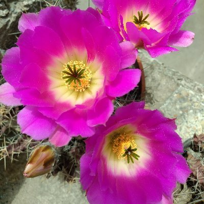 TrixVanessa's profile picture. 