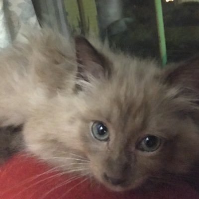 TriciaSchumaker's profile picture. Chantilly-Tiffany Kitten Born June 16 2019