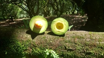 Empacadora dedicada a la venta de aguacate hass nacional y de exportación. Originarios de Uruapan Michoacán con más de 10 años de experiencia.