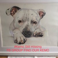 Find_Kemo(@Find_Kemo) 's Twitter Profile Photo