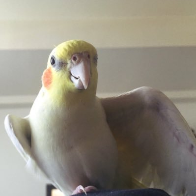 格闘技/ラグビー🦄🐺🐗🦅/クライミング その他スポーツ観戦/オカメインコ/いきもの(鳥派)/山登り&沢登り/着付お勉強中/多趣味です。好きなものいっぱい/ホームジムは相模原のまっくす✰