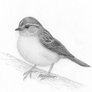 LittleBirdSteph Profile Picture