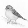 Little Bird 🇵🇸🌹🌏 (@littlebirdsteph) 's Twitter Profile