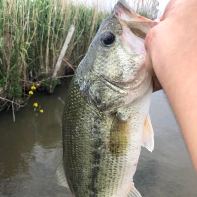 ブラックバス釣り、霞水系をメインに通っています！！へっぽこバサーです！もっと上手くなりたい！！ 最近は釣りよか、ハイサイ 、BABAチューブ、ガン見中(´⊙ω⊙`)フォローなどお気軽にどうぞ！