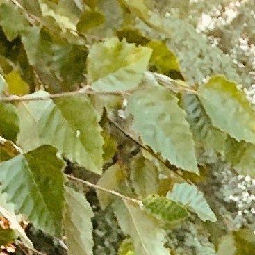 whosblaxke's profile picture. Xbox: Plurpals; Instagram: Plurpals_; Youtube: Plurpals