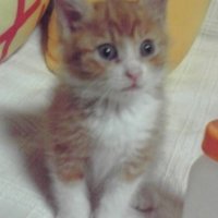 むらちゃん (@murachanmuracha) 's Twitter Profile Photo むらちゃん (@murachanmuracha) 's Twitter Profile Photo