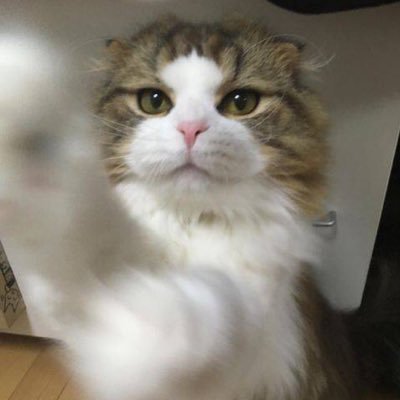 ねここねこのプロフィール写真