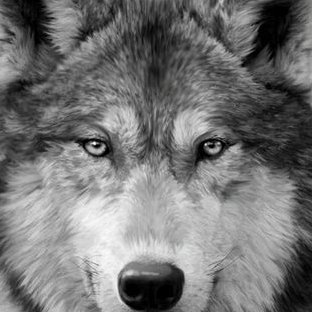 NikoWulf's profile picture. 