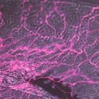 Rieger Lab @ UMiami (@riegerlab1) 's Twitter Profile