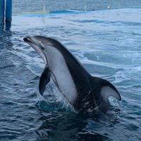 りんだ (@nyanj4erus0uo3k) Twitter profile photo