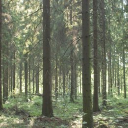 poika28's profile picture. If you vote for open border policies, understand that you are importing people from shitholes. Don't expect them to share your values.