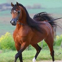 بحب الحريم الكبيرة (@nuohfryrxoleejh) Twitter profile photo