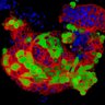 TheCleversLab's profile picture. Hubrecht Institute, Utrecht, The Netherlands
