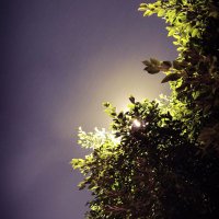 Storm Rose (@stormrose11) 's Twitter Profile