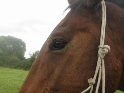 Equine Therapy SIH