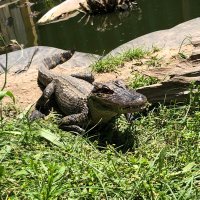 Alligator Sanctuary (@gatorsanctuary) 's Twitter Profile