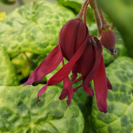 A Nursery in West Wales, specialising in a vast range of  hardy home grown plants. Expert, friendly advice freely given. Tel 01559 363389