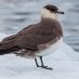 Hākoakoa/Arctic Skua for Bird of the Year 2021 (@hakoakoa2021) Twitter profile photo Hākoakoa/Arctic Skua for Bird of the Year 2021 (@hakoakoa2021) Twitter profile photo