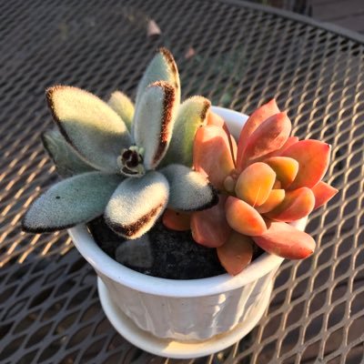 roswellgardenc1's profile picture. Best Garden Club on the Planet