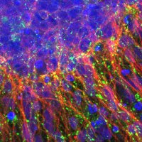 Klann Lab (@klannlab) 's Twitter Profile