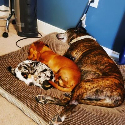 ellie_kurth's profile picture. GHS Librarian. Dog lover. Elephant obsessed.