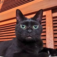 チャマコ (@chamagonkomen) 's Twitter Profile