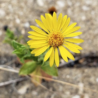 urban and disadvantaged botany