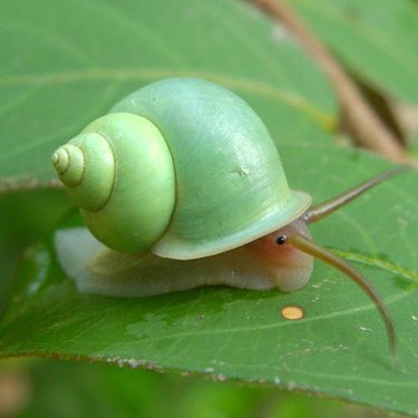 _victoriasand's profile picture. カエル、ネコ、ミニチュア、アンモナイト、甘いものlove♡　歴史、特に生活風俗史も好きな怠惰な放送大学生