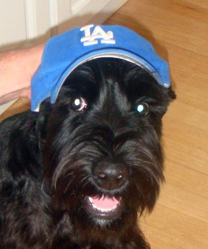 Baseball and life through the eyes of a dog named Dodger.