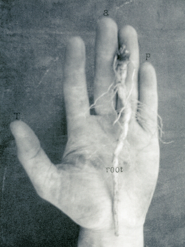 TaprootWorks's profile picture. The Northwest's local source for sustainably handcrafted garden structures, tools and accessories, since 2002.