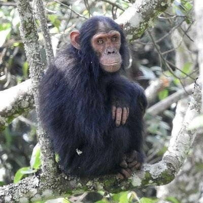 Primates researcher| Community conservation|Climate change|Biodiversity conservation #ecological restoration