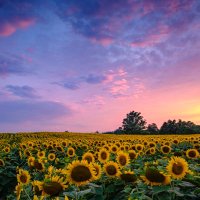 π» π’π€πππππ¦ππ‘π’ π» (@sunflowsunsets) 's Twitter Profile