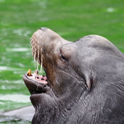 近畿圏に住む妻と娘とデジタルカメラをこよなく愛するお父ちゃん。ペンタキシアンです