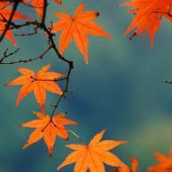 Josephine_du_B's profile picture. I'm a reader, not a writer, so don' t expect   much tweets from me.