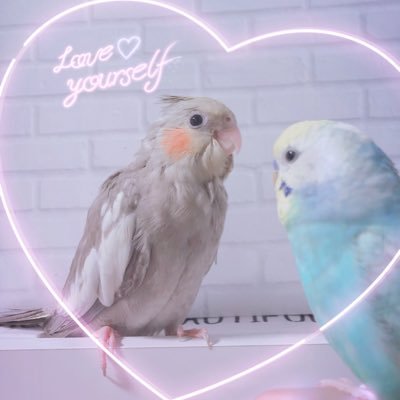 セキセイのレインボー1羽とオカメのシナモン幼鳥、シナモンパールの雛を飼ってます(﹡ˆ﹀ˆ﹡)♡旅行、グルメ、美容、名言、花、景色、KｰPOP、タピオカ、ファッション、ピアノ、インコグッズ、趣味垢でツイートは🐥鳥さんです🐥RTはみなさんに回った物はこまめに整理⭐フォロワーさん大募集🎀レオパとモモンガも興味あり