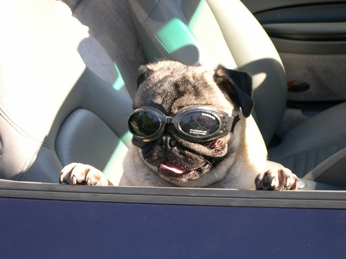 fibberandmolly's profile picture. 